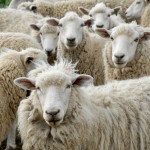 It wouldn't be the South Island without the sheep.